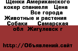 Щенки Американского кокер спаниеля › Цена ­ 15 000 - Все города Животные и растения » Собаки   . Самарская обл.,Жигулевск г.